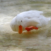 Photo de Canard