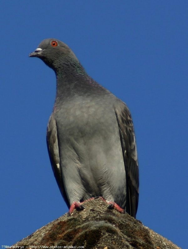 Photo de Pigeon