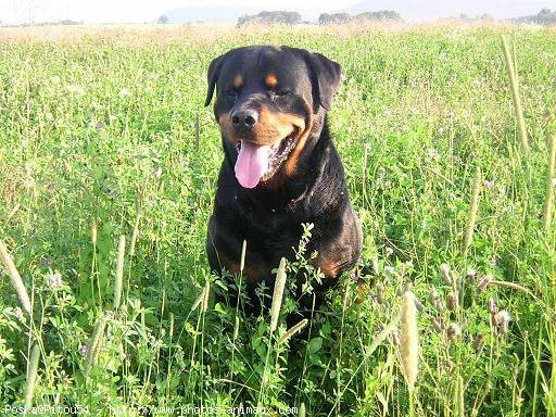 Photo de Rottweiler