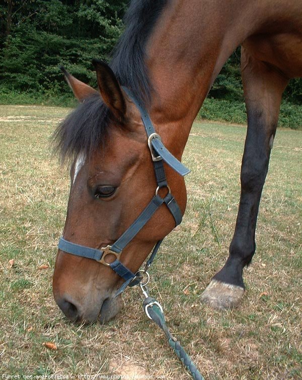 Photo de Poney franais de selle