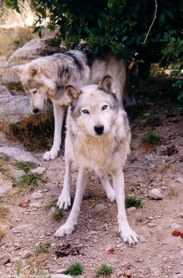 Photo de Loup