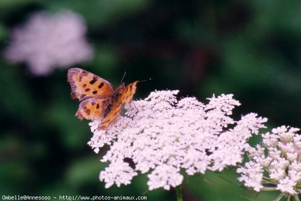 Photo de Papillon