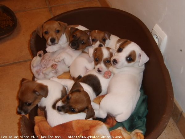 Photo de Jack russell terrier