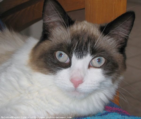 Photo de Ragdoll