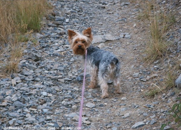 Photo de Yorkshire terrier