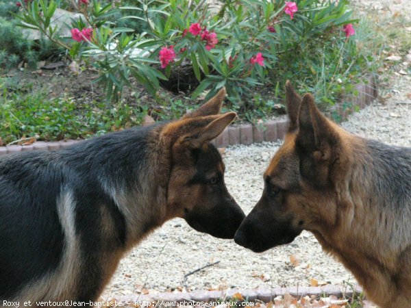 Photo de Berger allemand  poil court