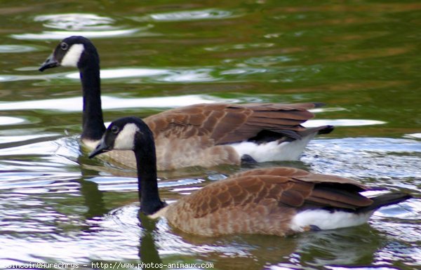 Photo de Canard