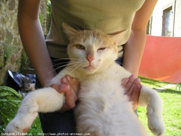 Photo de Chat domestique