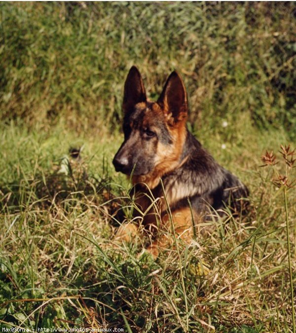 Photo de Berger allemand  poil court