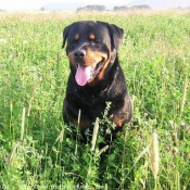 Photo de Rottweiler