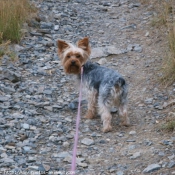 Photo de Yorkshire terrier