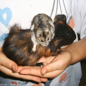 Photo de Hamster