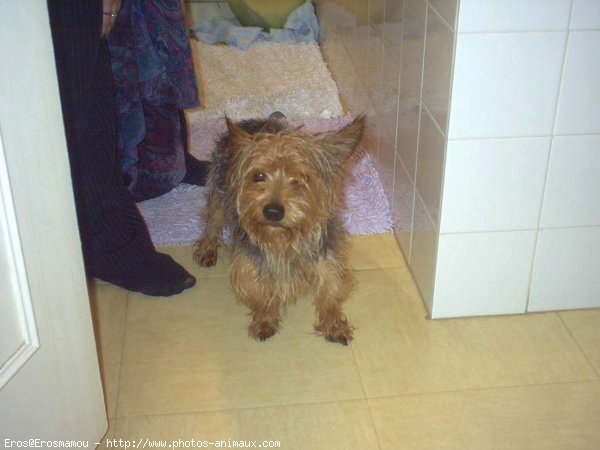 Photo de Yorkshire terrier