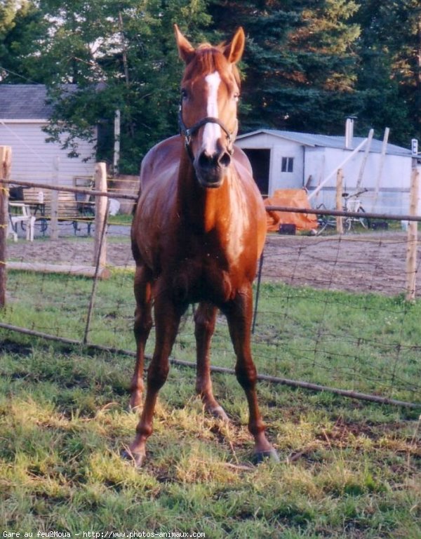 Photo de Quarter horse