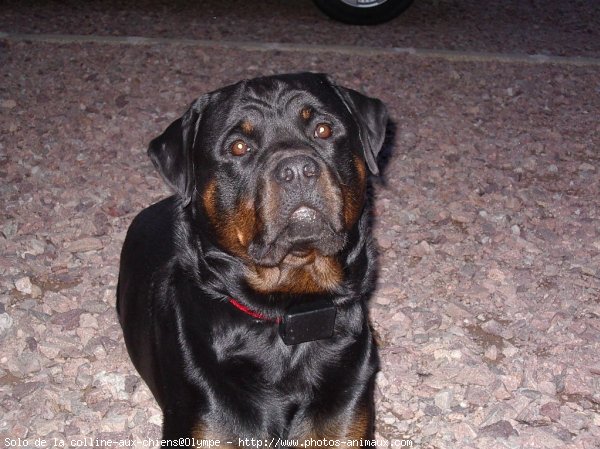 Photo de Rottweiler