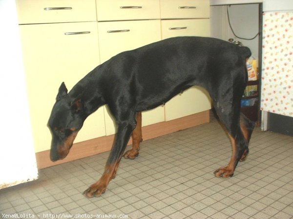 Photo de Dobermann