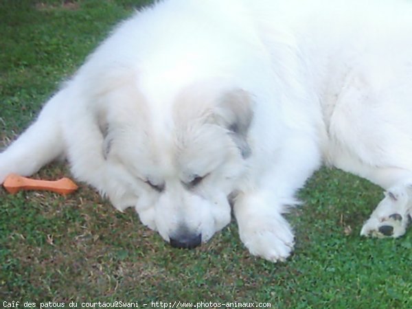 Photo de Chien de montagne des pyrnes