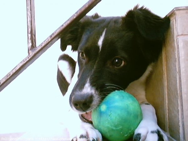 Photo de Border collie