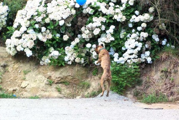 Photo de Boxer