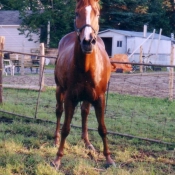 Photo de Quarter horse