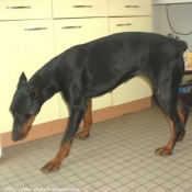 Photo de Dobermann