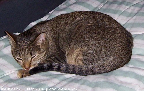 Photo d'Ocicat