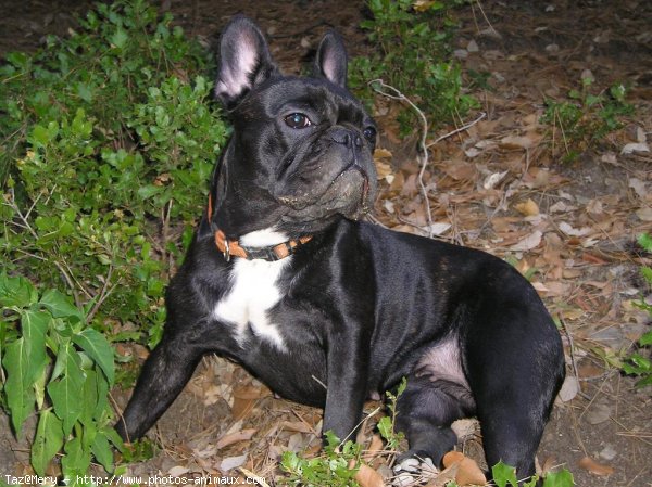 Photo de Bouledogue franais