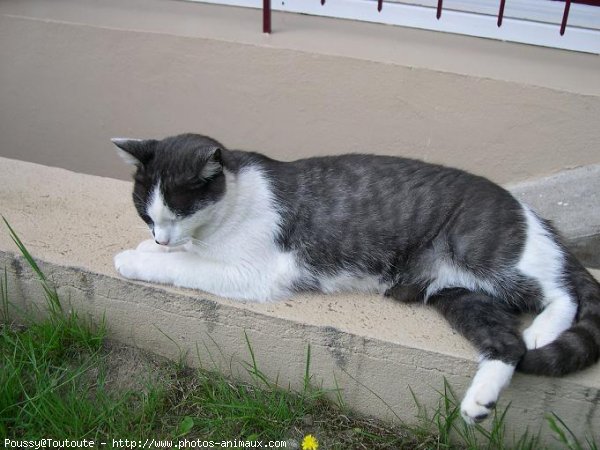 Photo de Chat domestique