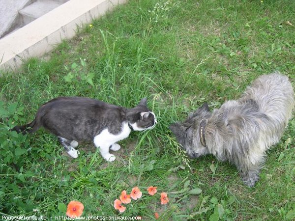 Photo de Chat domestique