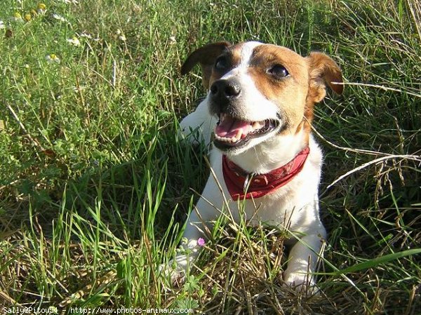 Photo de Jack russell terrier