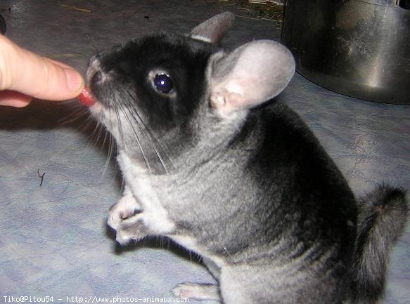 Photo de Chinchilla