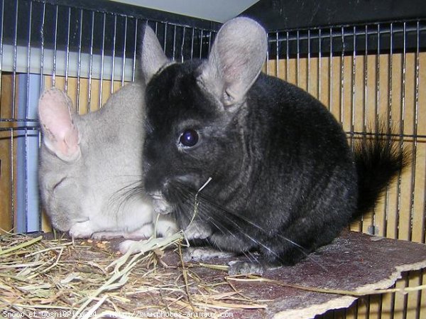 Photo de Chinchilla