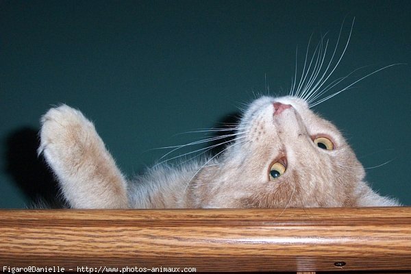 Photo de Chat domestique