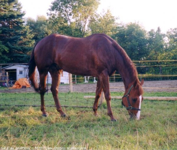 Photo de Quarter horse