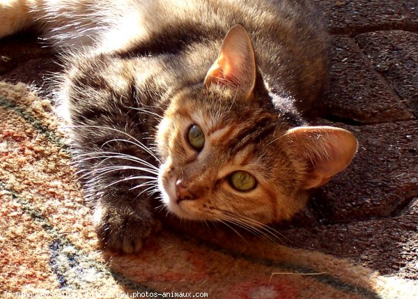 Photo de Chat domestique