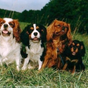 Photo de Cavalier king charles spaniel