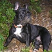 Photo de Bouledogue franais