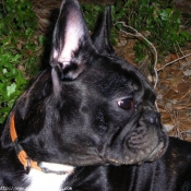 Photo de Bouledogue franais