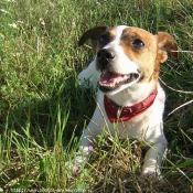 Photo de Jack russell terrier