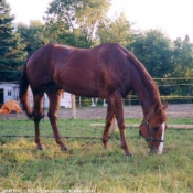 Photo de Quarter horse