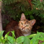 Photo de Chat domestique