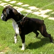 Photo de Boxer