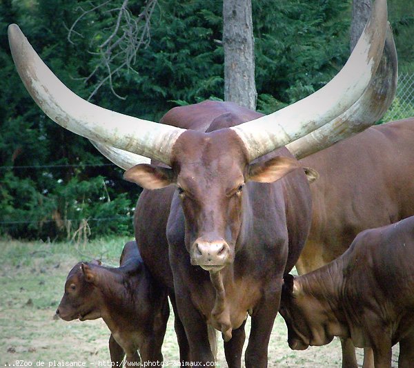 Photo de Watusi