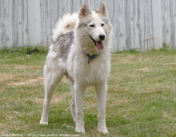 Photo de Husky siberien