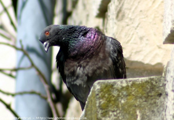 Photo de Pigeon