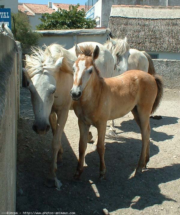 Photo de Camargue