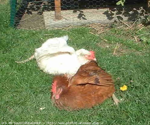 Photo de Poule