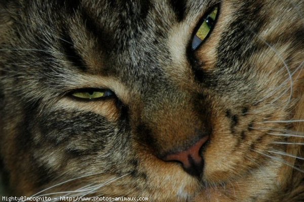 Photo de Maine coon