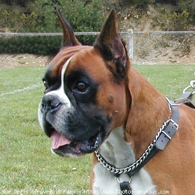 Photo de Boxer