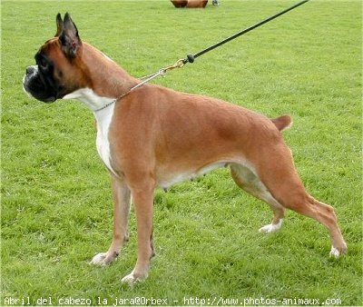 Photo de Boxer